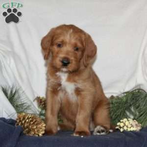 Donner, Labrador Mix Puppy